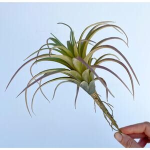 Artificial Air Plant - large Faux Air Plant Pick, Tillandsia Lonantha